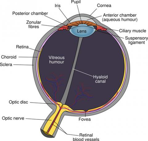 Schéma oeil